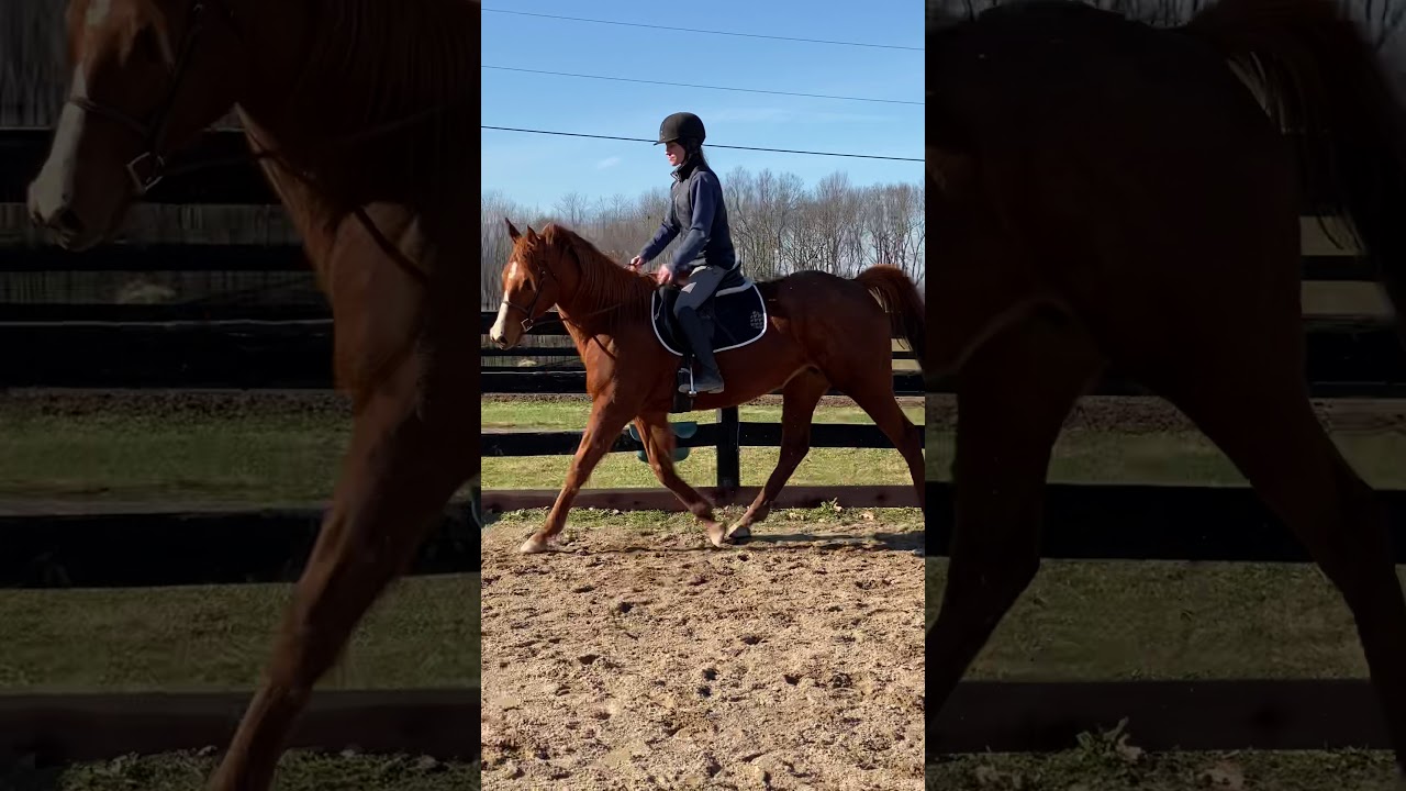 My Right Horse Adoptable Horse of the Week: Salted Cloud — November 16, 2020