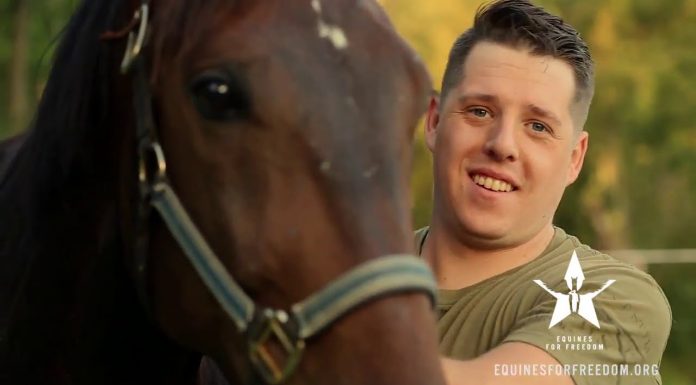 Horses Help Veterans Suffering from PTSD Heal