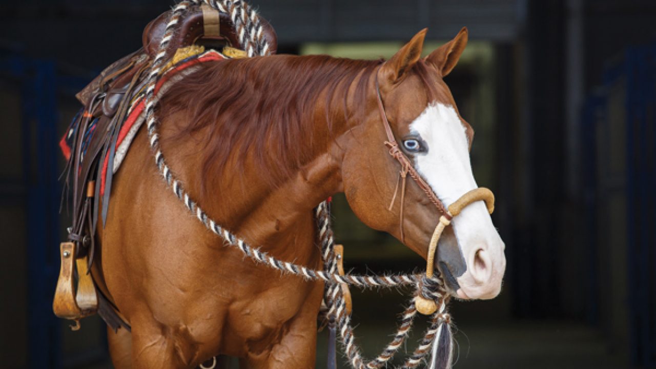The Ins and Outs of 4 Types of Western Reins - Horse Illustrated