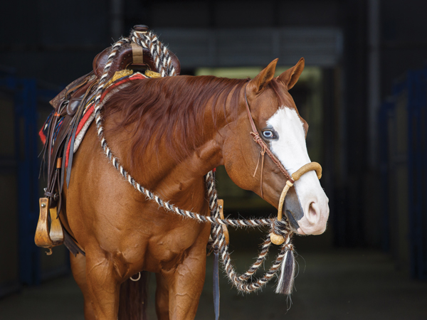 The Ins and Outs of 4 Types of Western Reins - Horse Illustrated