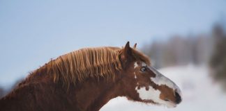 Horse with a cresty neck