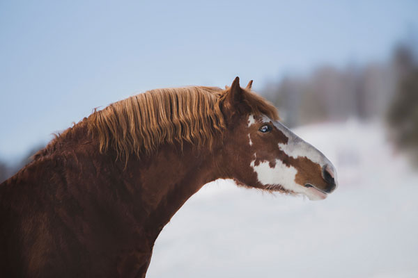 Horse with a cresty neck