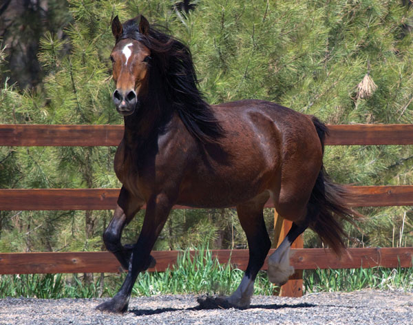 Welsh Cob