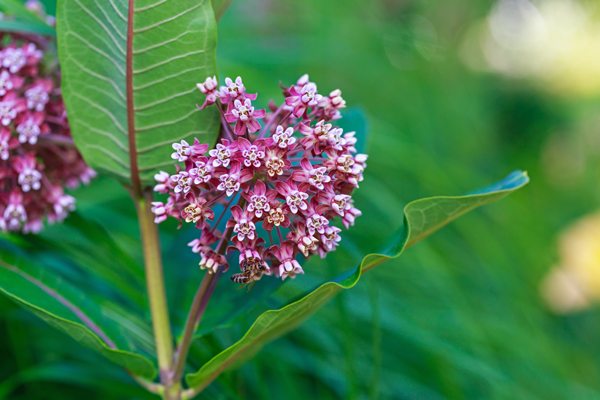 Milkweed