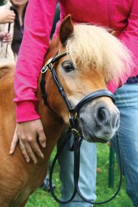 Miniature Horses…on a Plane!
