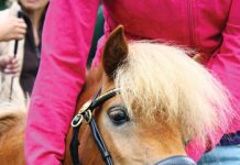 Miniature Horses on planes
