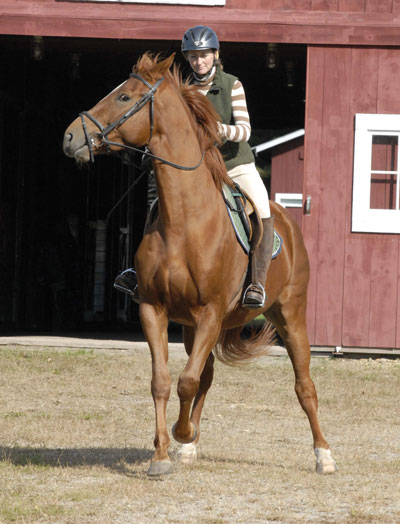 Poor Horse Behavior from Pain