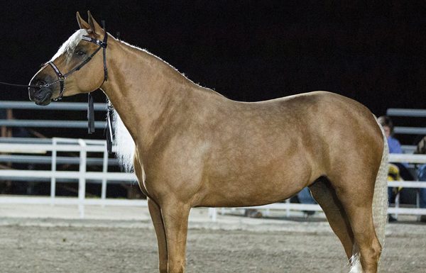 missouri fox trotter