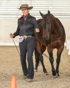 Virtual Horse Training and Clinics Spring Up During COVID-19 Pandemic