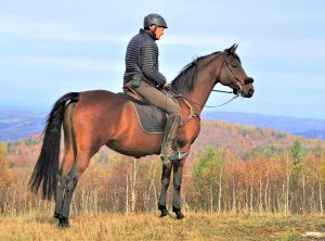 A Morgan Horse from American Morgan Horse Association