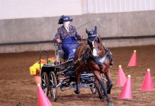 2019 Grand National and World Championship Morgan Horse Show