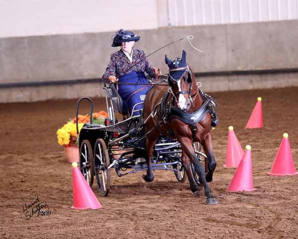 2019 Grand National and World Championship Morgan Horse Show