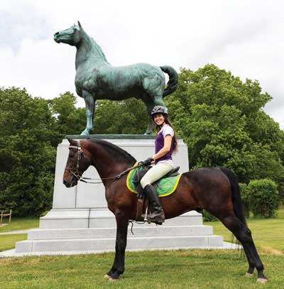 Morgan Stallion at the University of Vermont Morgan Horse Farm