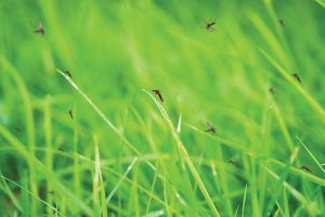 Mosquitoes flying in grass.