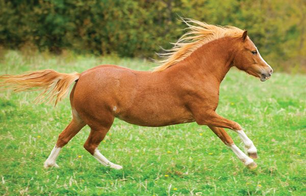 Welsh Pony