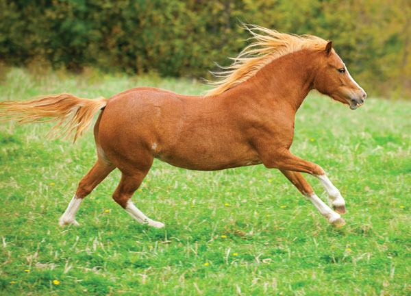 Welsh Pony