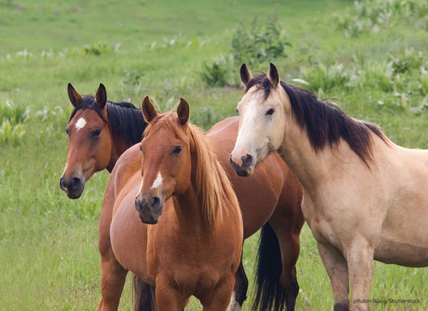 Keeping Multiple Horses Fit 