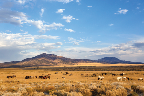 Onaqui Mountain Wild Horses