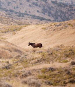 Lone Mustang