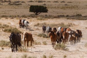 Onaqui Mountain Wild Horses