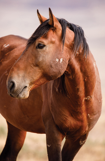 Mustang Stallion