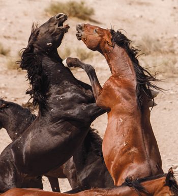 Onaqui Mountain Wild Horses
