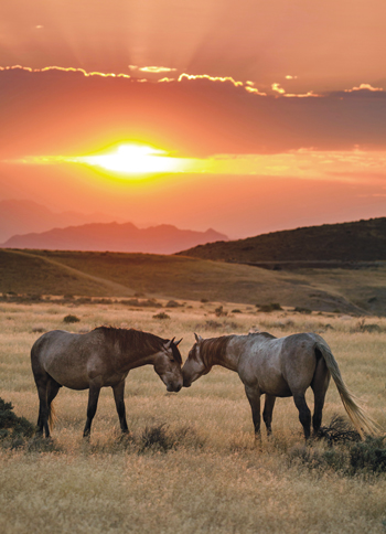 American Mustang Kiss