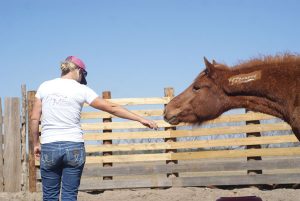 Sandra Williamson works with Mustangs