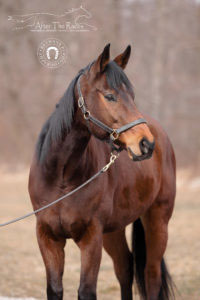 Neto - Adoptable Horse of the Week close up.