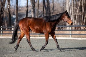 My Right Horse Adoptable Horse of the Week: Neto — May 24, 2021