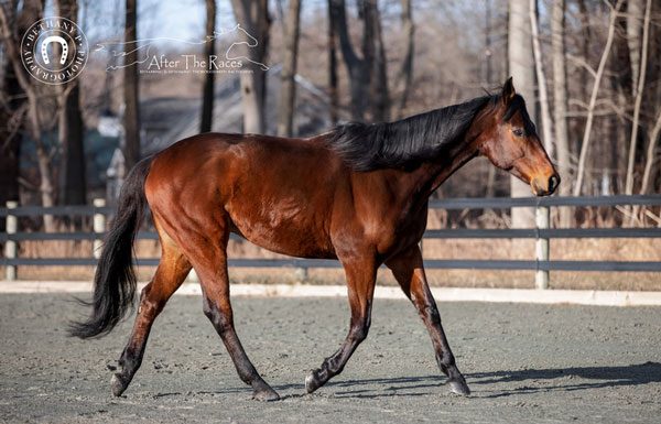 Neto - Adoptable Horse of the Week walking.