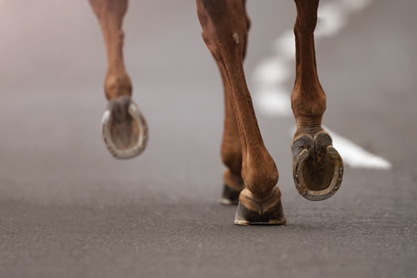 Diagnosing a Mystery Lameness