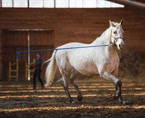 Longeing a Horse