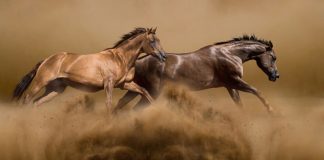 Two brown horses running through dirt.