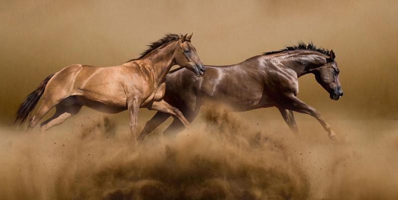 Two brown horses running through dirt.