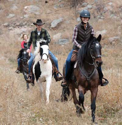 Nokota Horses at Custer State Park