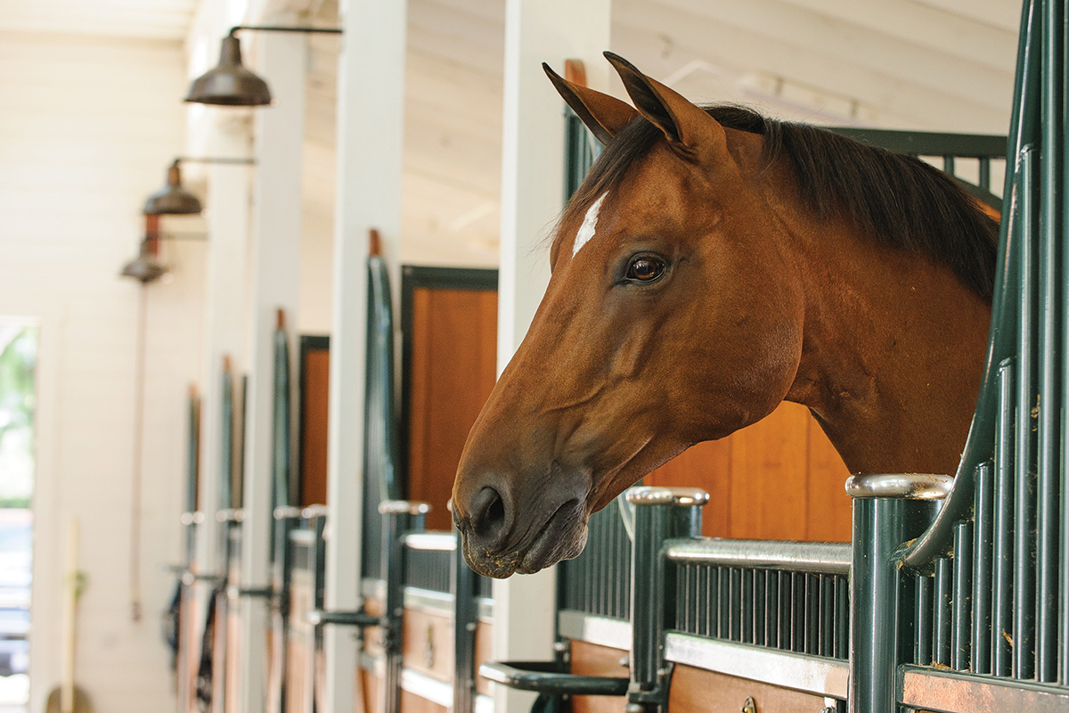 A horse in a stall