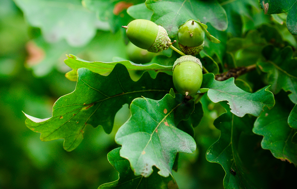 An oak tree, which is toxic to horses