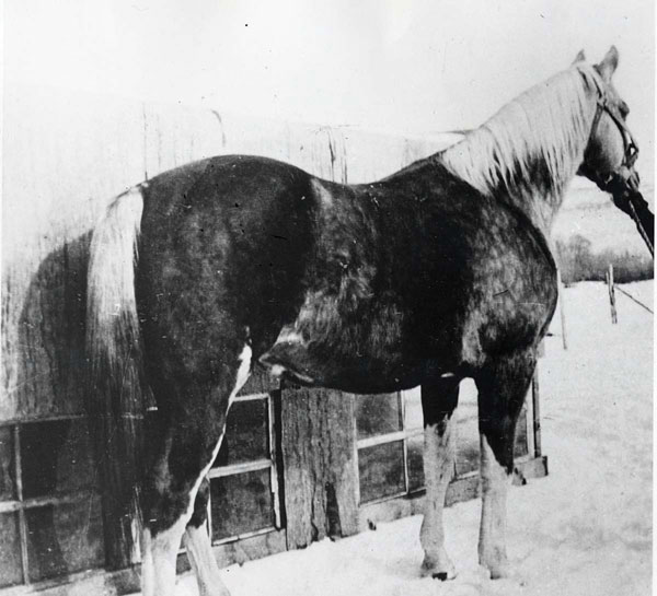 Old Fred, one of the American Quarter Horse foundation stallions