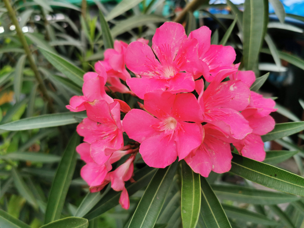 An Oleander tree, which is toxic to horses