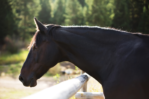 Your Horse's Brain
