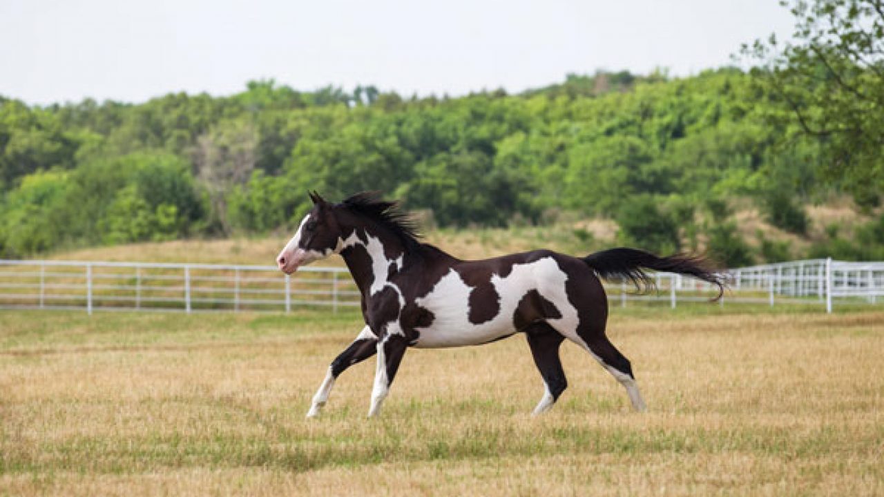 Horse Coat Colors, Patterns And Markings - Horses & Foals