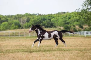 The American Paint Horse