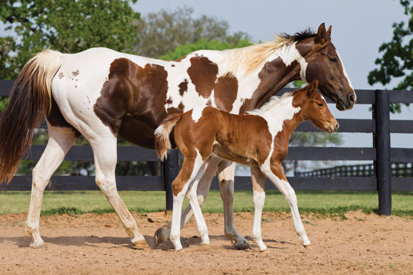 Mare and foal American Paint horse.