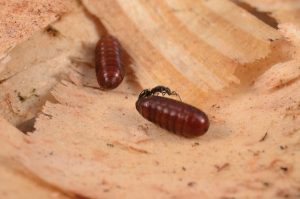 Fly pupae in sawdust.