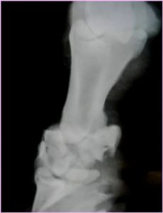 Treating a Horse’s Broken Leg