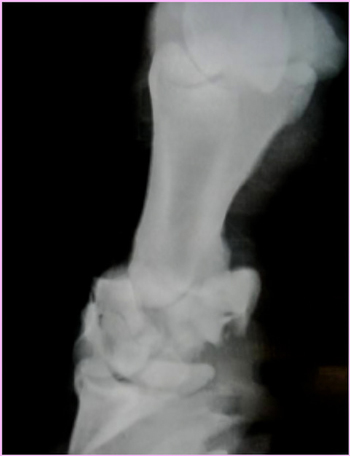 Radiograph of a Pastern Fracture - Horse Broken Leg