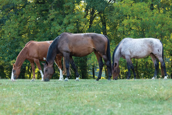 Horses Grazing - Horse Pasture Rehab