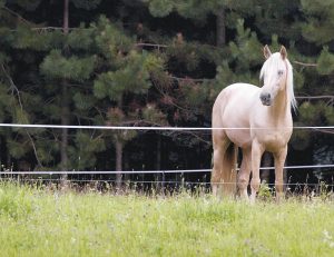 Horse with electric fence - Horse Pasture Rehab