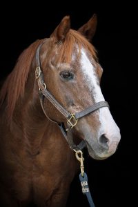 2019 PATH Intl. Award Winners Honored During 50th Anniversary PATH International Conference and Annual Meeting